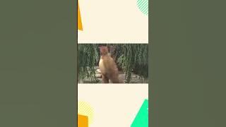 Wee Singdom: The Land of Music and Fun! (1996) Home Video Trailer