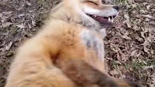 Laughing fox
