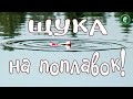 ЩУКА НА ПОПЛАВОК ОСЕНЬЮ В ДВУХ ШАГАХ ОТ ДОМА, РЫБАЛКА НА ЖИВЦА, ПРОСТАЯ СНАСТЬ ДЛЯ ЛОВЛИ ЩУКИ!