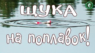 ЩУКА НА ПОПЛАВОК ОСЕНЬЮ В ДВУХ ШАГАХ ОТ ДОМА, РЫБАЛКА НА ЖИВЦА, ПРОСТАЯ СНАСТЬ ДЛЯ ЛОВЛИ ЩУКИ!