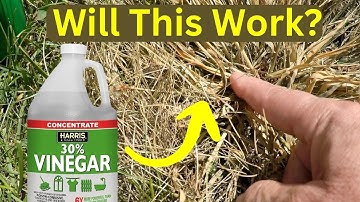 Can Vinegar Beat Roundup for Killing Weeds?