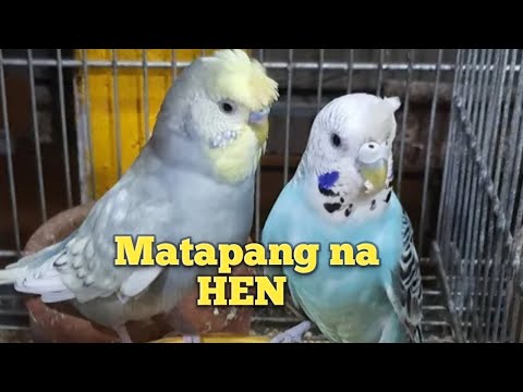 Ano ang tamang paraan ng pagpapares kapag matapang ang babaing parakeets