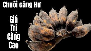 Nó Giúp Tôi Không Tốn Một Xu Đi Chợ Nữa / Chuối Càng Hư Giá Trị Càng Cao 