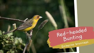 Red-headed Bunting - Emberiza bruniceps #Birds, #BirdsOfIndia, #NikonP950