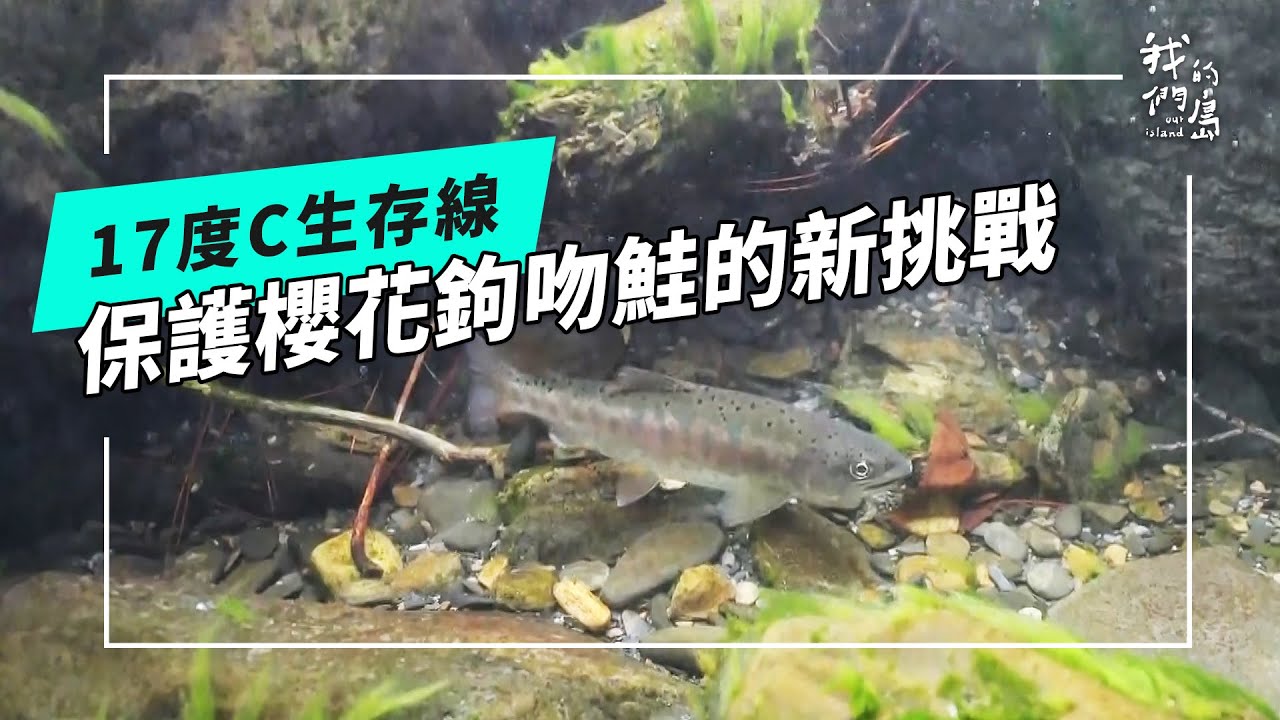 【國寶魚】17度C生存線：保護櫻花鉤吻鮭的新挑戰(公視我們的島 第1324集 2025-09-22)