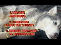 Dogs and wolves DNA, 10 reasons to not get a husky and show line vs. Working line huskies