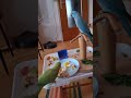 26 июня 26 г. Завтрак 🥚😅🦜💕🦜🥰🇨🇭@yosha28