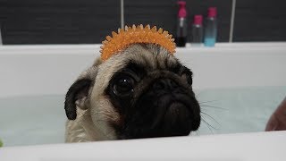 Pug puppy full bath!