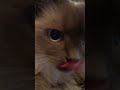 Stormi be Grooming | 2022