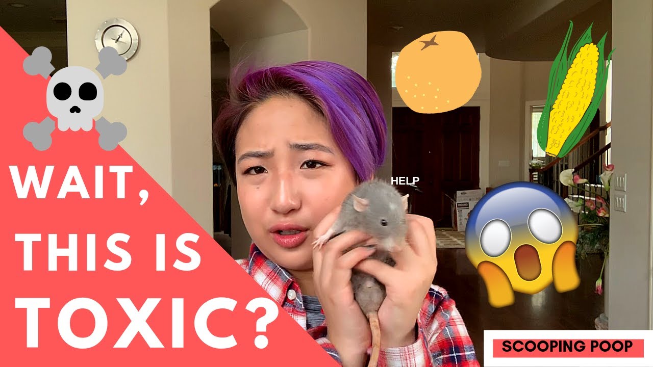 UNSAFE TREATS FOR RATS! // Pet Rat Care 