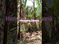 harvesting Saging (Banana)