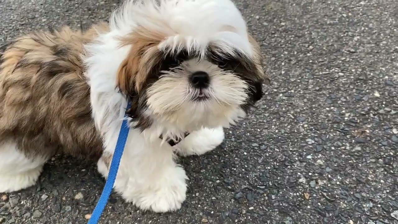 シーズー【京都府・男の子・2025年8月8日・ゴールド&ホワイト