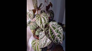 Relaxing Plants