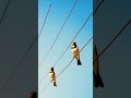 why Birds on Power Lines don't get Shocked #birds #nature #fyp #didyouknow #viralvideo #trending