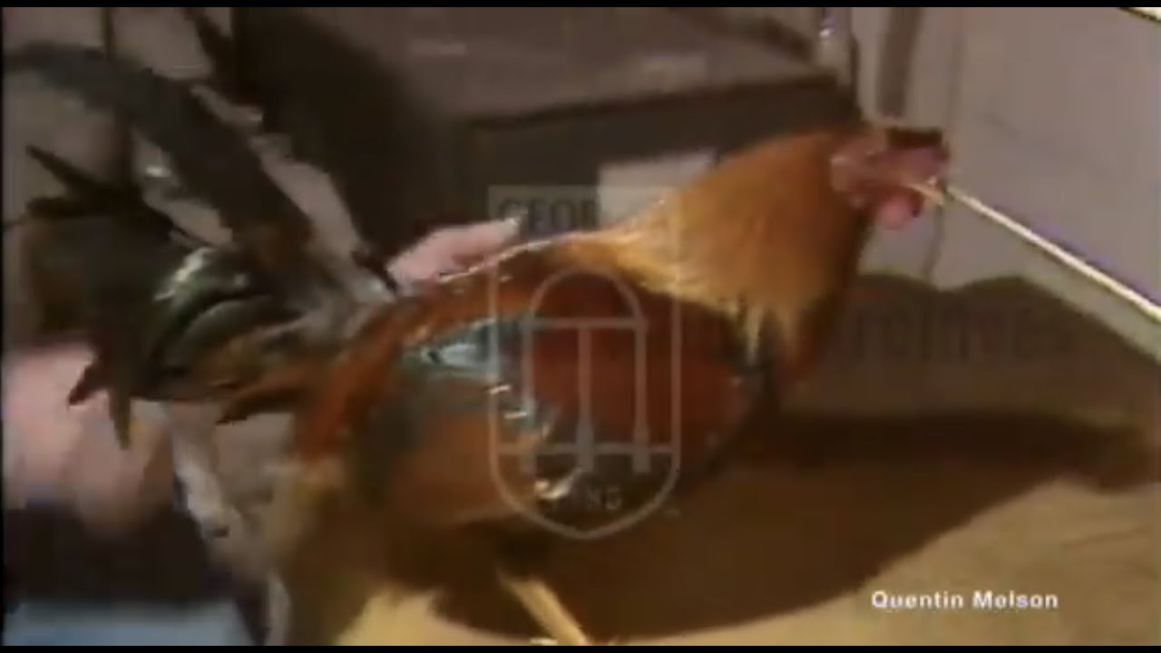 Cockfighting in Georgia (February 24, 1981)