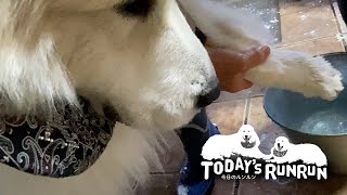 1日雪で遊ぶと足に雪玉が付いて凍ってしまうルンルンとアランです　Great Pyrenees　グレートピレニーズ