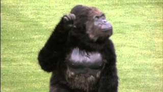 Gorilla Takes The Field At Great American Ballpark
Gorilla Takes The Field At Great American Ballpark Gorilla Takes The Field At Great American Ballpark