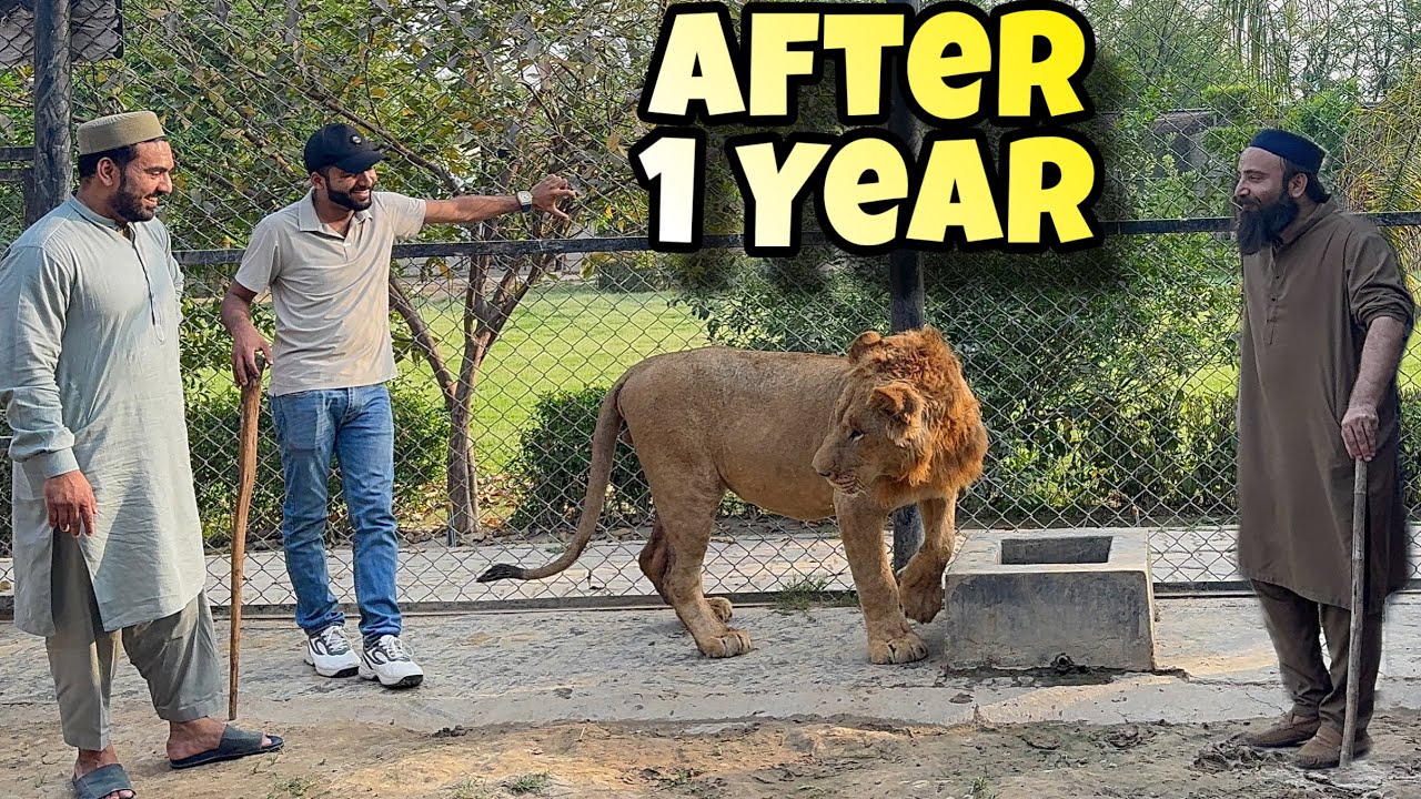 Sher Ko Gale Lagaya 1 Saal Baad: Ye Pyaar Hai Ya Darr?