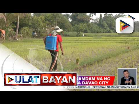 Epekto ng El Niño, ramdam na ng ilang magsasaka sa Davao City; Mahigit P729M na pondo, inilaan ng...
