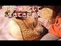 【動く絵本】猟犬を引退した老犬~命の記録~【実話】