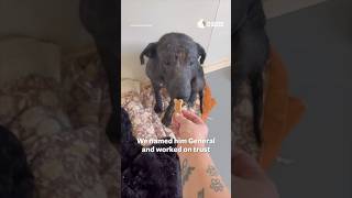 Stray Dog Rescued & Thriving!