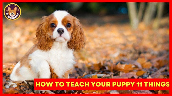 Cavalier king charles spaniel adults for sale near me