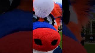 Nose Nose Nose Part 3 furry fursuit fursuiters