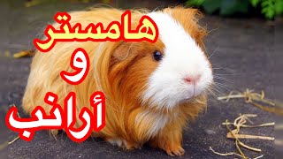 هامستر و أرانب Hamster
