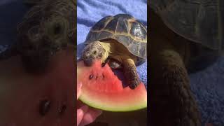 🍉 watermelon sugar #petsoftiktok #tortoise #tortoisesoftiktok #reptilesoftiktok #watermelon