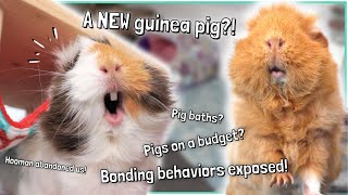 Guinea Pig Secrets: Answering Your Burning Questions!
