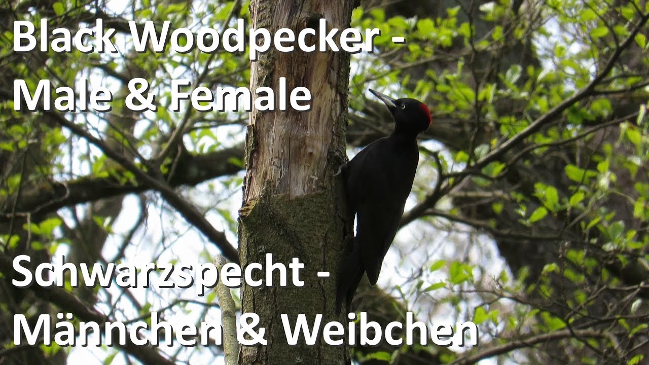 Schwarzspecht Männchen & Weibchen - Black Woodpecker Male & Female (Dryocopus martius)
