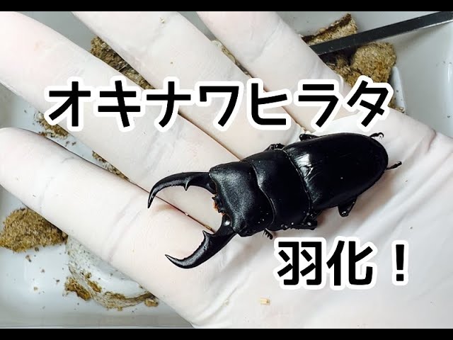 オキナワヒラタ羽化掘り出し！ - YouTube