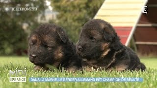 ANIMAUX & NATURE : Dans la Marne, le berger allemand est champion de beauté