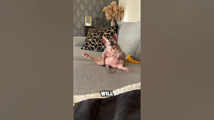 Video 5715011: cat breed animals pets, cute pet cat breed, cats funny pets animals