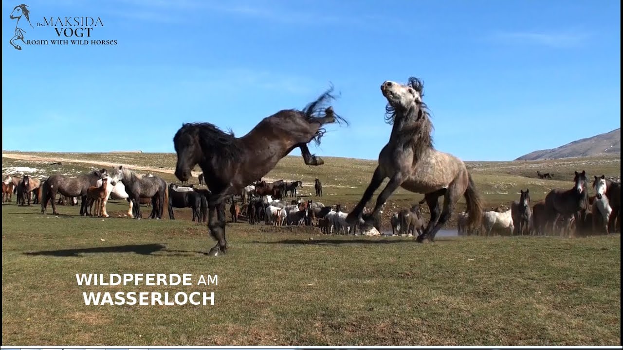 Wildpferde am Wasserloch