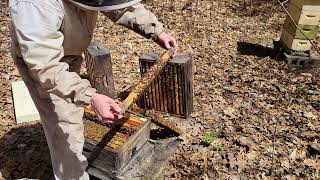 First Hive Inspection of 2024 by Thornapple Woodlands 66 views 3 weeks ago 6 minutes, 5 seconds
