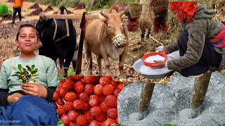 Most Relaxation Himalayan Village farmar Lifestyle | Best Nepali Mountain food berry and selroti.