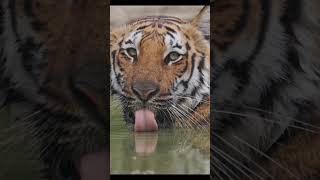 Corbett tigress drinking water #rare #wildlife #trending #tiger #corbett #trendingshorts