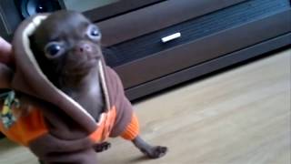Смешной Чихуа funny Chihuahua