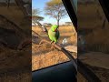 Parrot sound #ringneckparrot #parrot #parrottalking