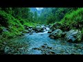 River Sounds for sleeping, Soothing Forest Stream Ambience for deep Sleep and Meditation #river 5