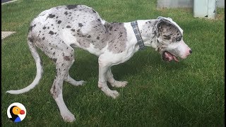 SPECIAL Great Dane Dog Gets PERFECT Brother: Best Animal Videos | The Dodo Daily