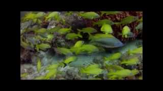 Ocean Quest Scuba, Diving on the Sandy's Sunday