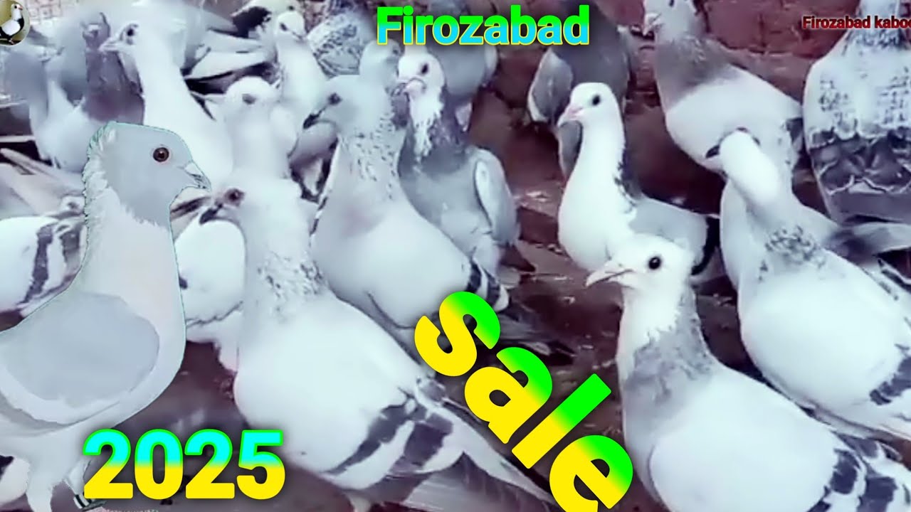 Kabutar Sale Live Video | Fancy Pigeon For Sale in India   📲 7037635775