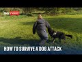 What&#39;s the best way to survive a dog attack?