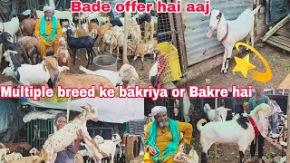 Aaj Sabhi saste bakriya aur Bakre hai desi Agra Hyderabadi hai available in Hyderabad 