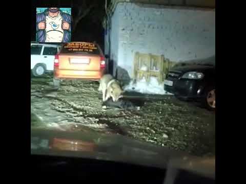 В КАЛУГИ ВОЛКИ НАПАДАЮТ НА ЛЮДЕЙ И ЖИВОТНЫХ - YouTube
Гибриды Людей и Животных