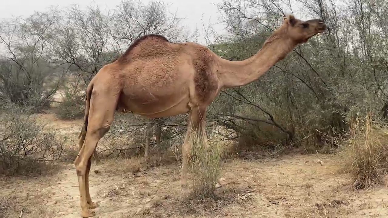 Camel in sakooooon