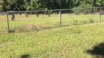 Walking the Fence Line at AldermanFarms