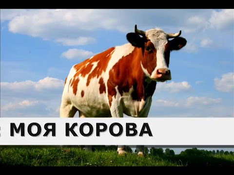фото картинки корова
